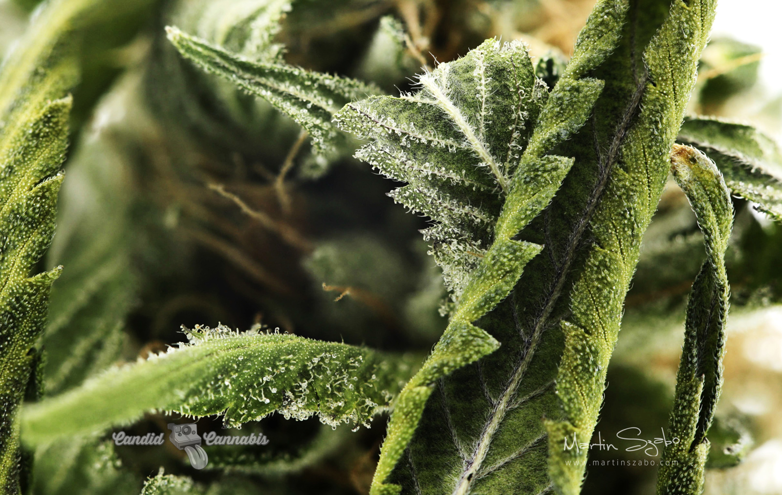 06_Cannabis-Product-Photography-Vancouver-BC-lindsey-4