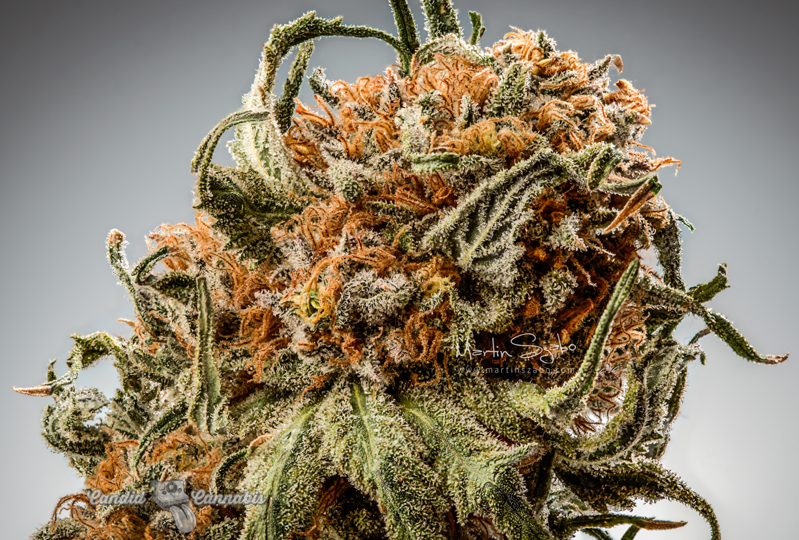 09_Finest-Professional-Cannabis-Nuke-002