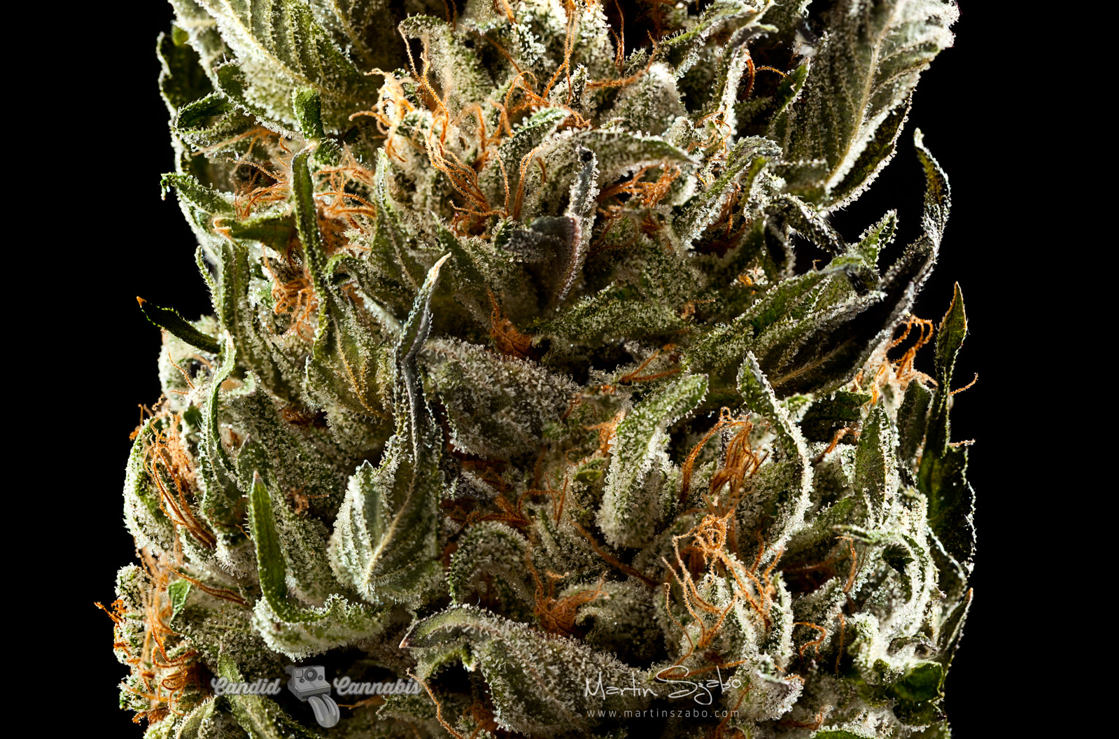 11_Commercial-Cannabis-Photography-Marty-Lin-010