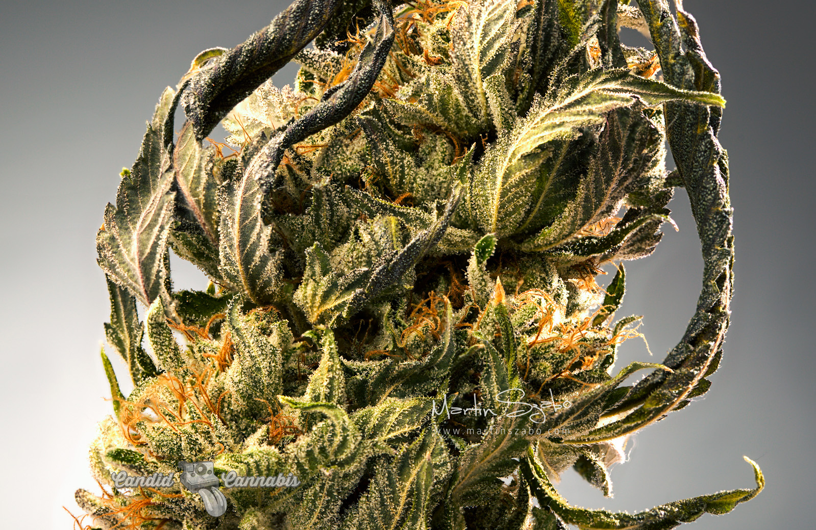 13_Custom-Cannabis-Branding-Marty-Lin-002