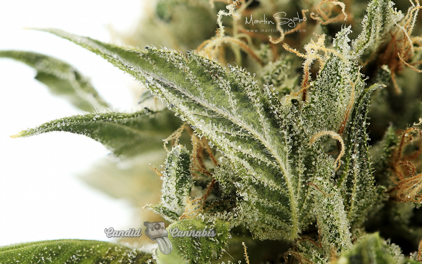 15_Cannabis-super-close-up-of-trichomes-lindsey-1