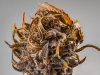 02_Cannabis-Photography-Vancouver-BC-Chads-Emerald-Cookie-002