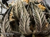 07_Cannabis-in-Canada-Photography-Lindsay-003