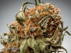 09_Finest-Professional-Cannabis-Nuke-002