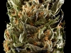 11_Commercial-Cannabis-Photography-Marty-Lin-010