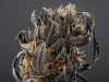 12_Commercial-Cannabis-Photographer-Lindsay-007