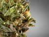 14_Cannabis-Growers-BC-Marty-Lin-007