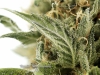 15_Cannabis-super-close-up-of-trichomes-lindsey-1
