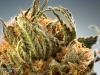 16_Professional-Cannabis-Photographer-Nuken-closeup-002