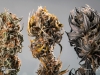 17_Cannabis-BCbud-Nuken+Emerald-Cookie+Lindsay