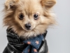 Glamour Pet Photography Vancouver-13