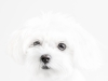 Glamour Pet Photography Vancouver-15