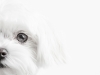 Glamour Pet Photography Vancouver-2