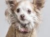 Glamour Pet Photography Vancouver-20