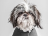 Glamour Pet Photography Vancouver-4