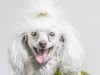 Glamour Pet Photography Vancouver-5