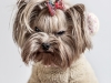 Glamour Pet Photography Vancouver-8