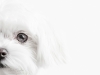 Glamour-Pet-Photography-Vancouver-2