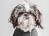 Glamour-Pet-Photography-Vancouver-4