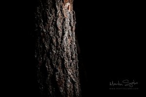 _MG_7261-High Pass-Exposure_1