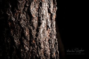 _MG_7266-High Pass-Exposure