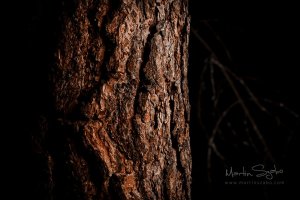 _MG_7269-High Pass-Exposure