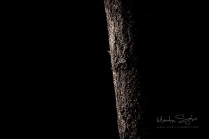 _MG_7274-High Pass-Exposure