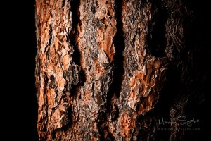 _MG_7277-High Pass-Exposure_1