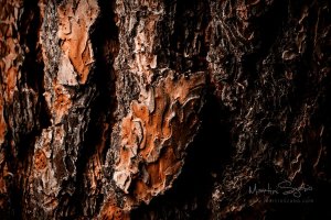 _MG_7280-High Pass-Exposure