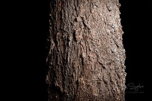 _MG_7288-High Pass-Exposure