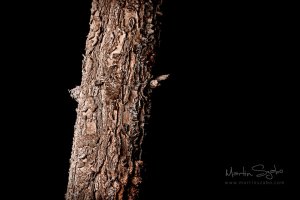 _MG_7293-High Pass-Exposure